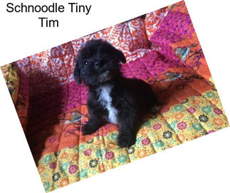 Schnoodle Tiny Tim