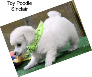 Toy Poodle Sinclair