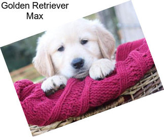 Golden Retriever Max