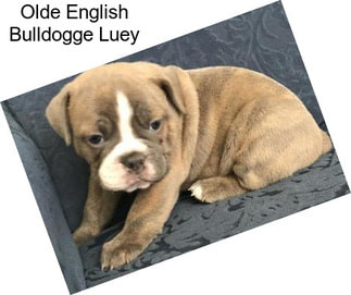 Olde English Bulldogge Luey