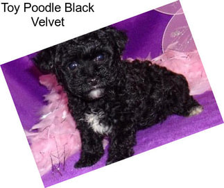Toy Poodle Black Velvet