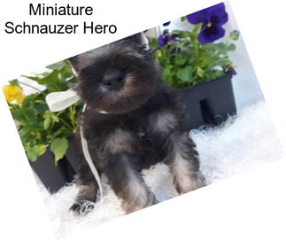 Miniature Schnauzer Hero