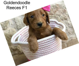 Goldendoodle Reeces F1