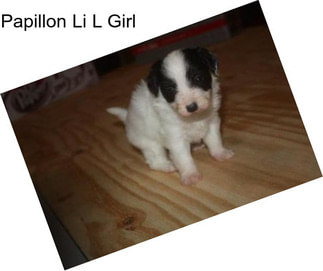 Papillon Li L Girl