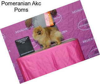 Pomeranian Akc Poms