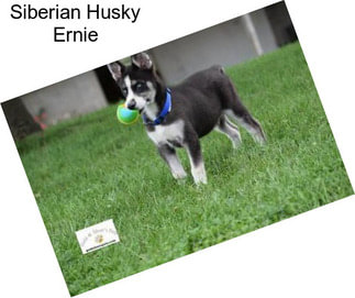 Siberian Husky Ernie