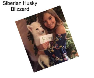 Siberian Husky Blizzard
