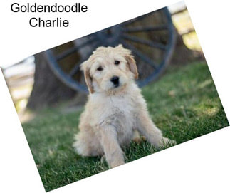 Goldendoodle Charlie