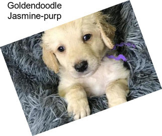 Goldendoodle Jasmine-purp