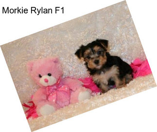 Morkie Rylan F1