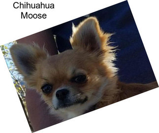 Chihuahua Moose