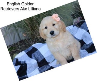 English Golden Retrievers Akc Lilliana