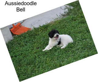 Aussiedoodle Bell