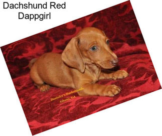 Dachshund Red Dappgirl