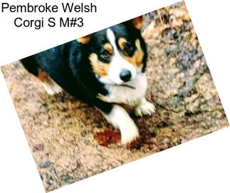 Pembroke Welsh Corgi S M#3