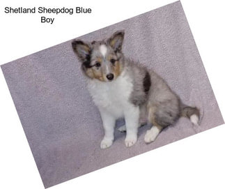 Shetland Sheepdog Blue Boy