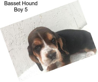 Basset Hound Boy 5