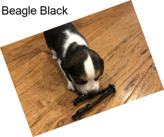 Beagle Black