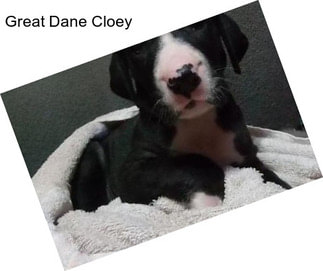 Great Dane Cloey