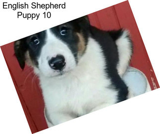 English Shepherd Puppy 10