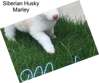 Siberian Husky Marley