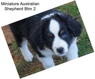 Miniature Australian Shepherd Btm 2