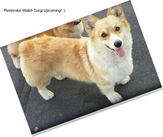 Pembroke Welsh Corgi Upcoming! :)