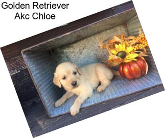 Golden Retriever Akc Chloe