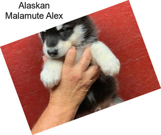 Alaskan Malamute Alex
