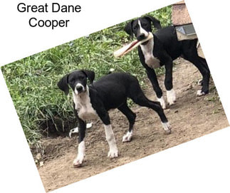 Great Dane Cooper