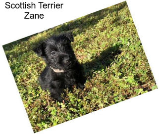 Scottish Terrier Zane