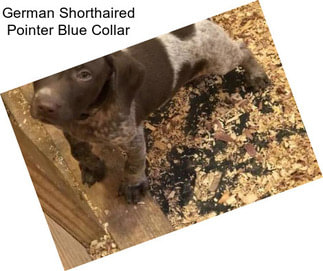 German Shorthaired Pointer Blue Collar