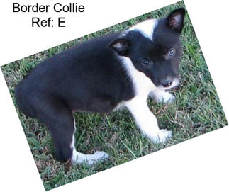 Border Collie Ref: E