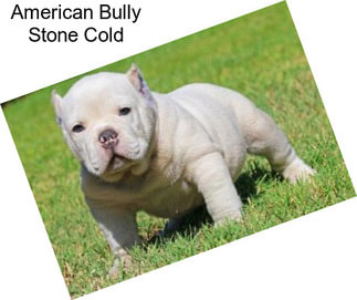 American Bully Stone Cold