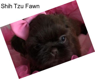 Shih Tzu Fawn