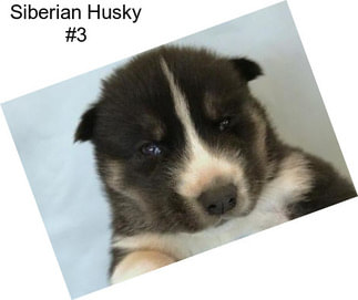 Siberian Husky #3