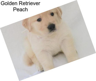 Golden Retriever Peach