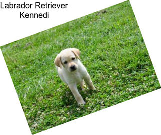 Labrador Retriever Kennedi