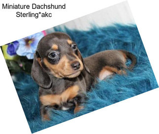 Miniature Dachshund Sterling*akc