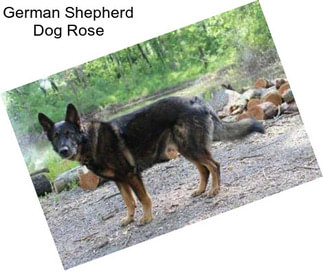 German Shepherd Dog Rose