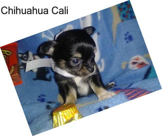 Chihuahua Cali