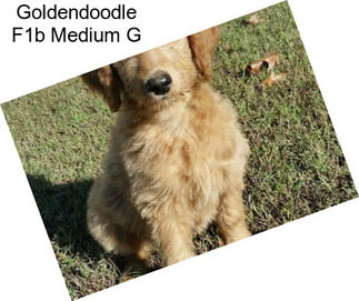 Goldendoodle F1b Medium G
