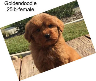 Goldendoodle 25lb-female