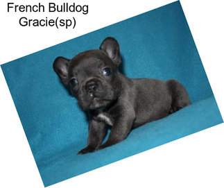 French Bulldog Gracie(sp)