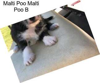 Malti Poo Malti Poo B