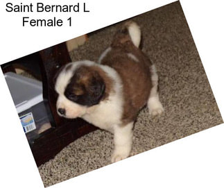 Saint Bernard L Female 1