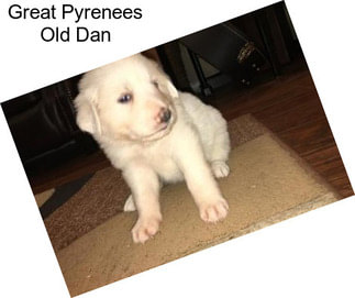 Great Pyrenees Old Dan