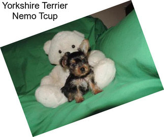 Yorkshire Terrier Nemo Tcup