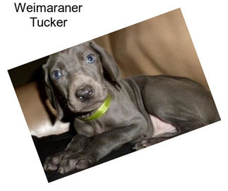 Weimaraner Tucker