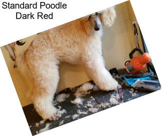 Standard Poodle Dark Red